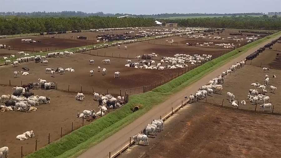 Agronegócio adota o Compost Barn, novo sistema de manejo com as vacas