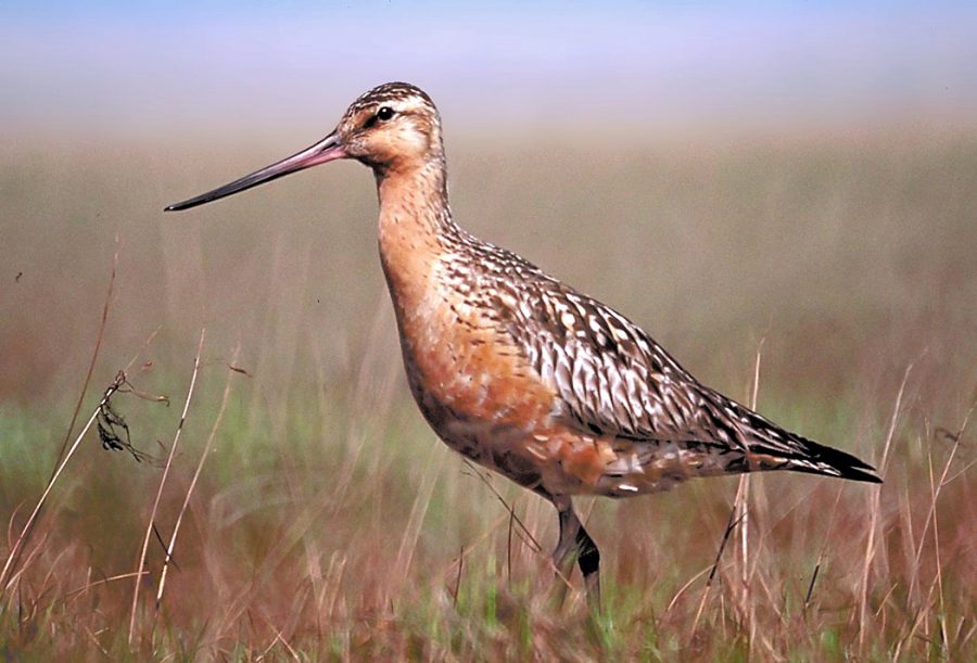 O fuselo é uma ave pertencente à espécie Limosa, conhecida por sua curta perna e comprimento total entre 37 e 41 cm. Com uma envergadura de asa entre 70 e 80 cm, os machos são menores do que as fêmeas, com pesos variando de 190 a 400 g e 360 a 630 g, respectivamente. Há também variações regionais no tamanho da ave, com diferenças entre suas subespécies. A aparência da ave adulta é caracterizada por pernas de cor azul-cinza, bico escuro e comprido com uma ligeira curvatura para cima e cor rosa na extremidade. Durante a época de acasalamento, o pescoço, peito e barriga apresentam-se com uma coloração vermelho tijolo, enquanto no inverno são brancos. O dorso é pardo.