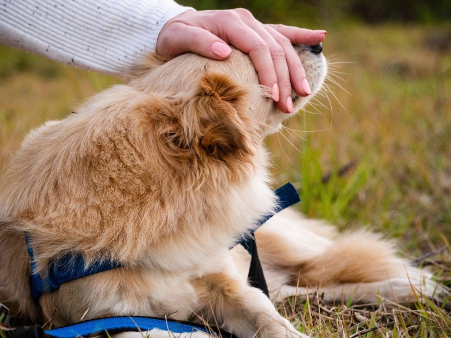 A licença de um dia seria concedida para ajudar o trabalhador a lidar com a perda e cuidar das questões práticas relacionadas à morte de seu animal de estimação.