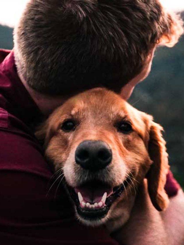 Morte de pet poderá ser motivo para ter licença do trabalho; entenda