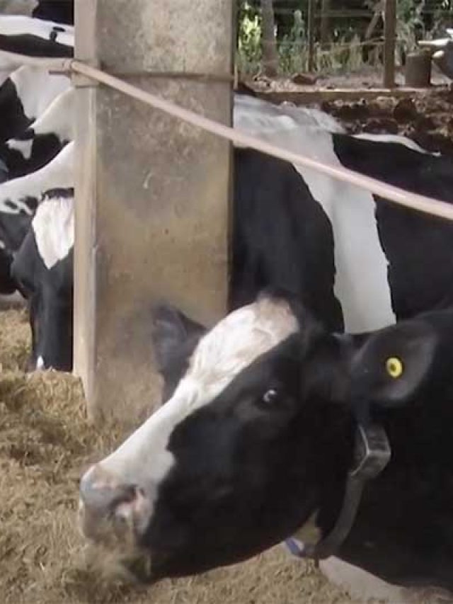 Agronegócio: Compost Barn, novo sistema de manejo com as vacas