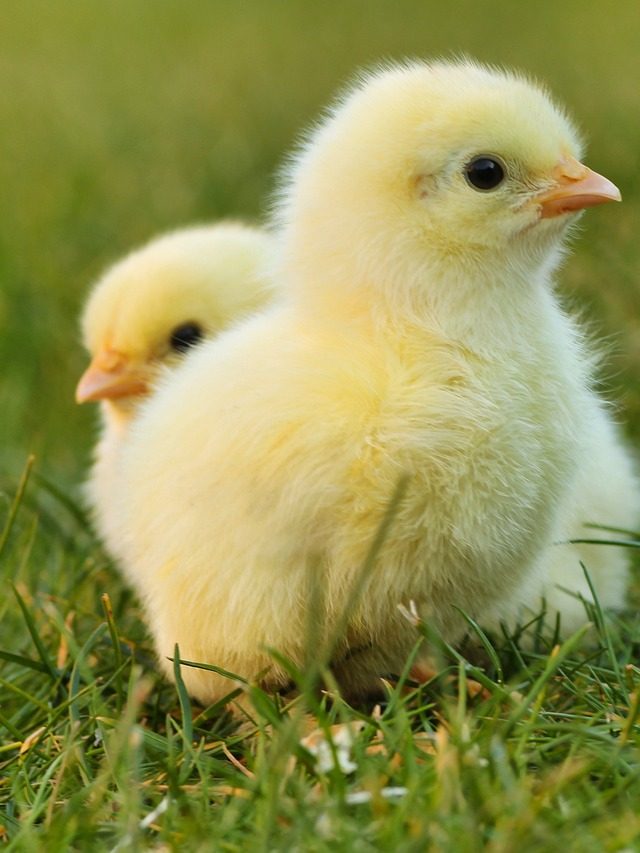 Brasil é o maior exportador de frango do mundo