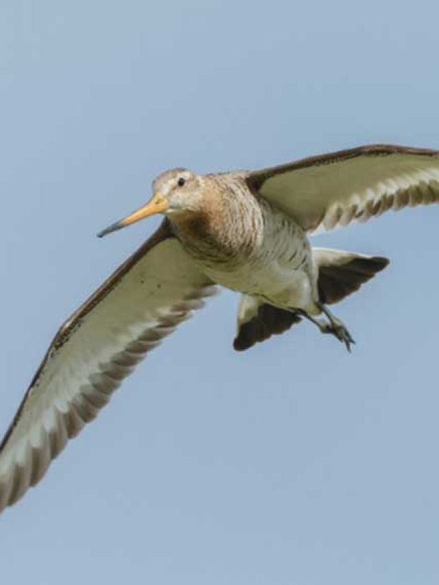 Recorde de voo mais longo sem pousar é de um pássaro; entenda