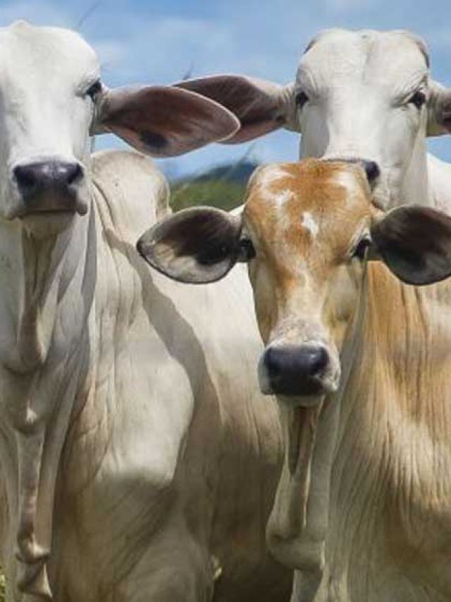 Doença da Vaca Louca no Brasil suspende exportações