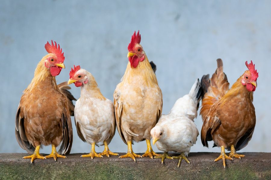 A criação de aves no Brasil é altamente tecnificada, com equipamentos e sistemas de produção avançados