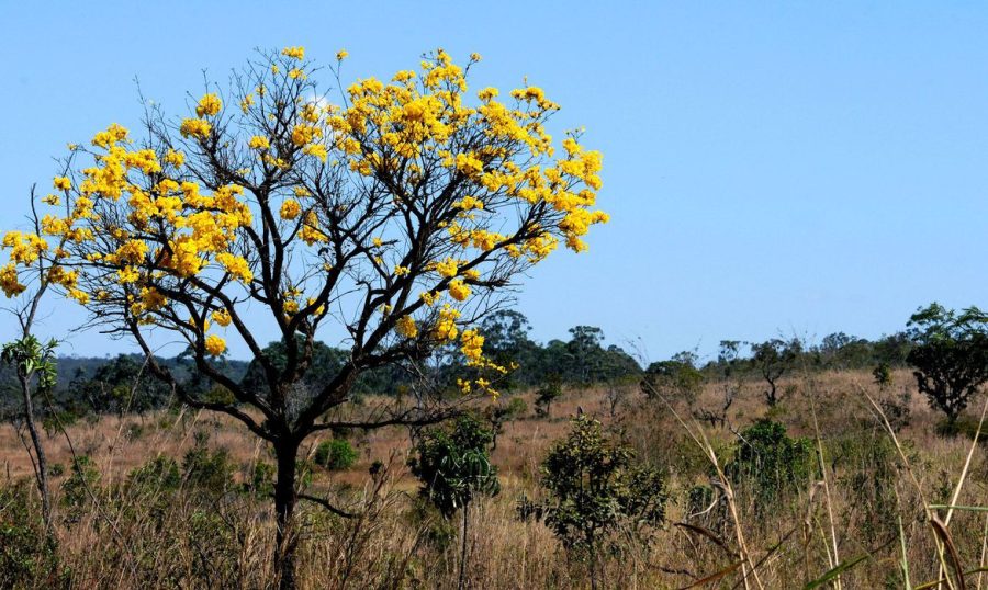 Cerca de 80% do desmatamento no Cerrado de MT foi feito ilegalmente (Toninho Tavares/Agência Brasília)