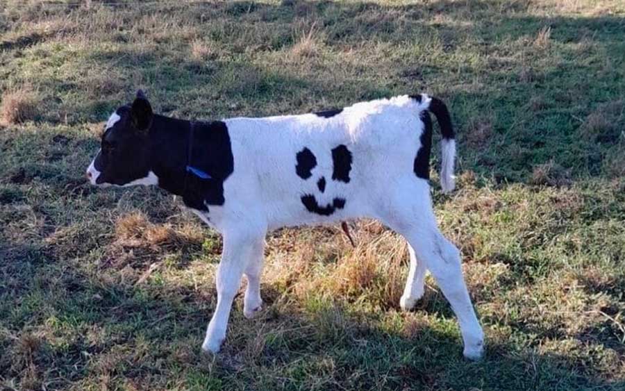 Na Austrália, um bezerro nasceu com uma marcação única em sua pelagem que se assemelha a um rosto sorridente. 