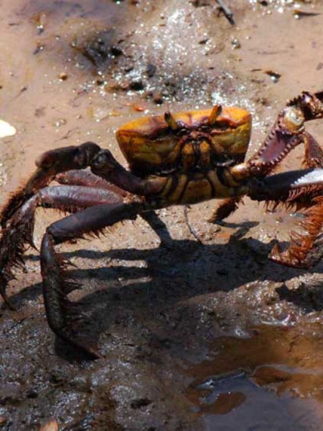 Avião arremeteu por causa de caranguejo em aeroporto de Vitória