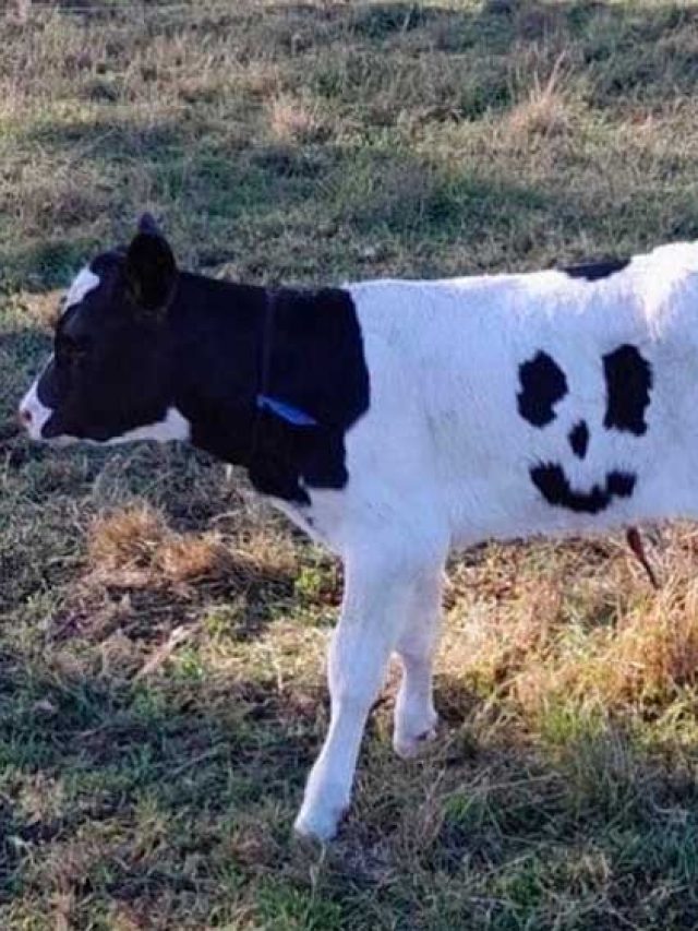 Bezerro nasceu com mancha sorridente e escapa da morte