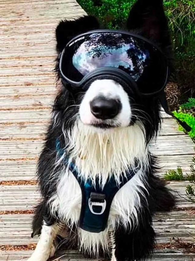 Conheça o cachorro precisa usar óculos por causa de doença