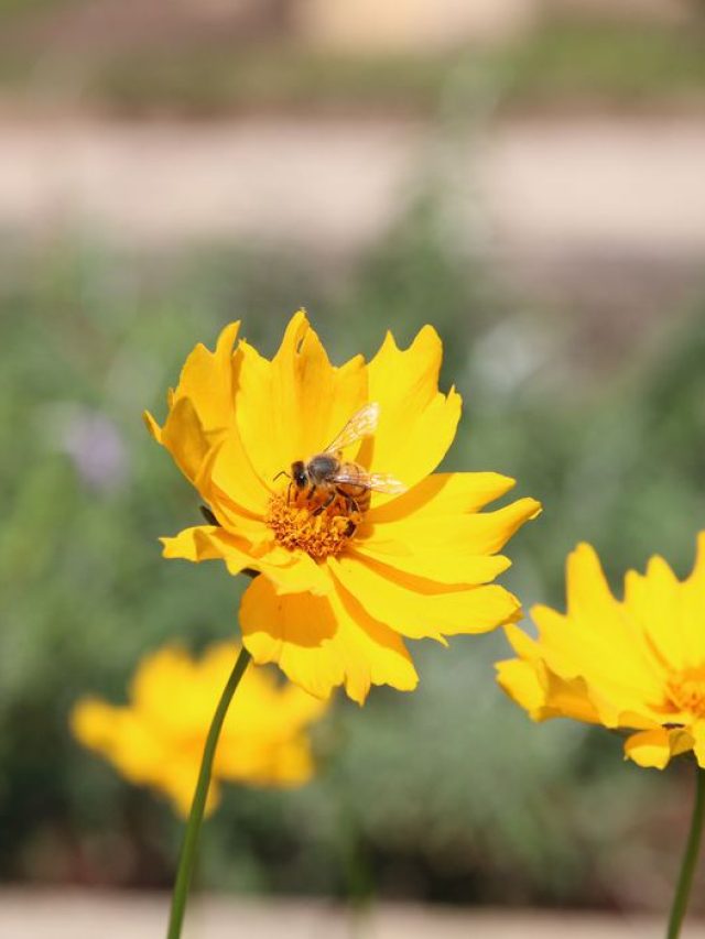 Conheça a biofábrica de abelhas da Amazônia