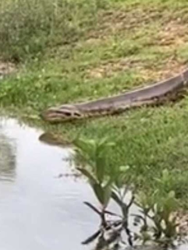 Em Bonito MS Sucuri Gigante Passeia Perto De Moradores Fusne