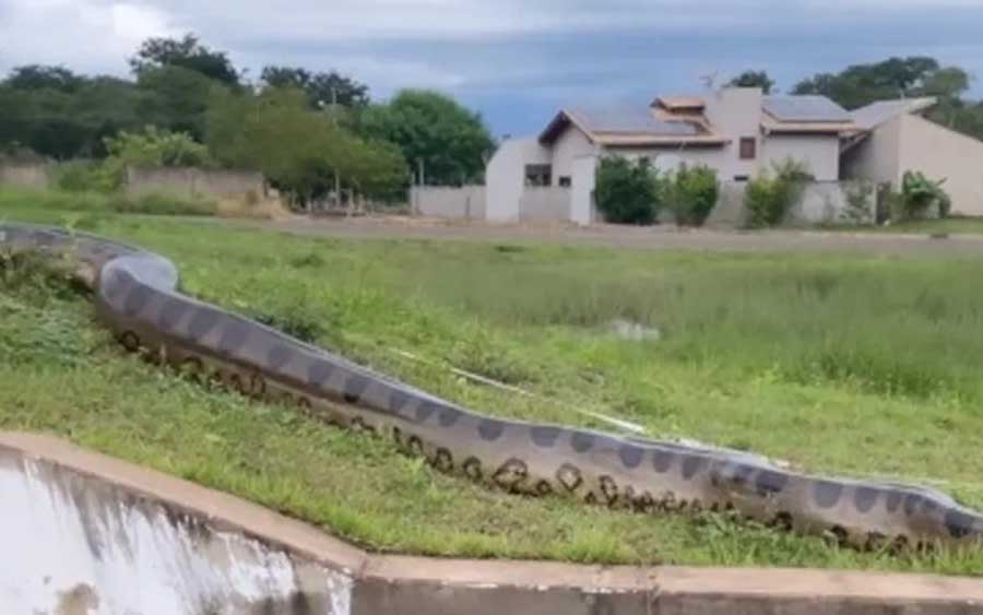 No bairro Solar dos Lagos em Bonito (MS), a aproximadamente 297,4 quilômetros de Campo Grande, uma sucuri gigante com cerca de seis metros de comprimento foi vista passeando calmamente perto dos moradores.