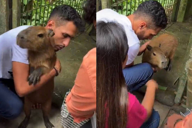 Foi determinado pela Justiça que o Ibama entregue o animal para o tiktoker, que recebeu a guarda provisória do mesmo.