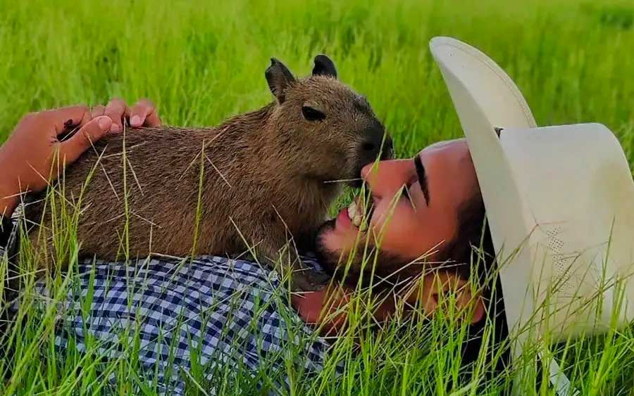 Justiça: Capivara Filó é devolvida a influenciador Agenor Tupinambá