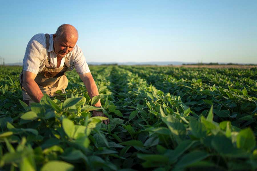 Planeje bem o negócio: faça um plano de negócios detalhado, considerando todos os aspectos da produção, desde o plantio até a comercialização.