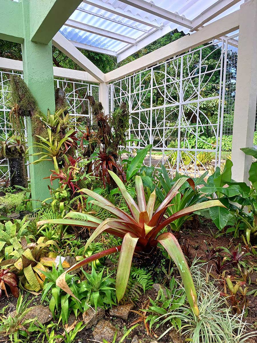 A partir desta segunda-feira, o Bromeliário do Jardim Botânico do Rio de Janeiro está reabrindo para visitação. Os visitantes poderão apreciar as diversas espécies de bromélias cultivadas no local, que é um dos maiores do mundo