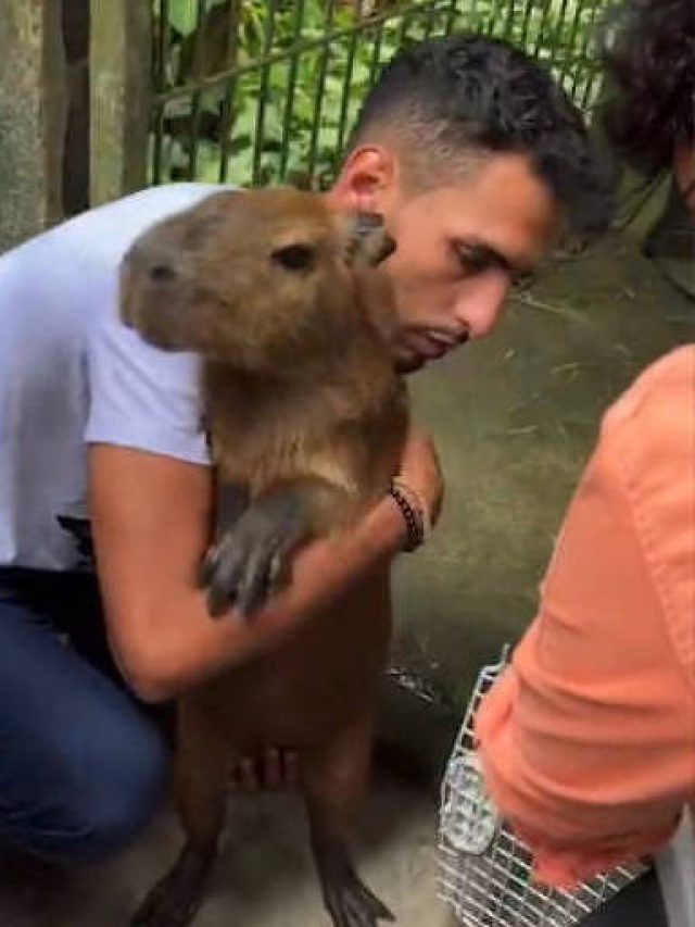 Agora é oficial: capivara Filó ficará com Agenor Tupinambá