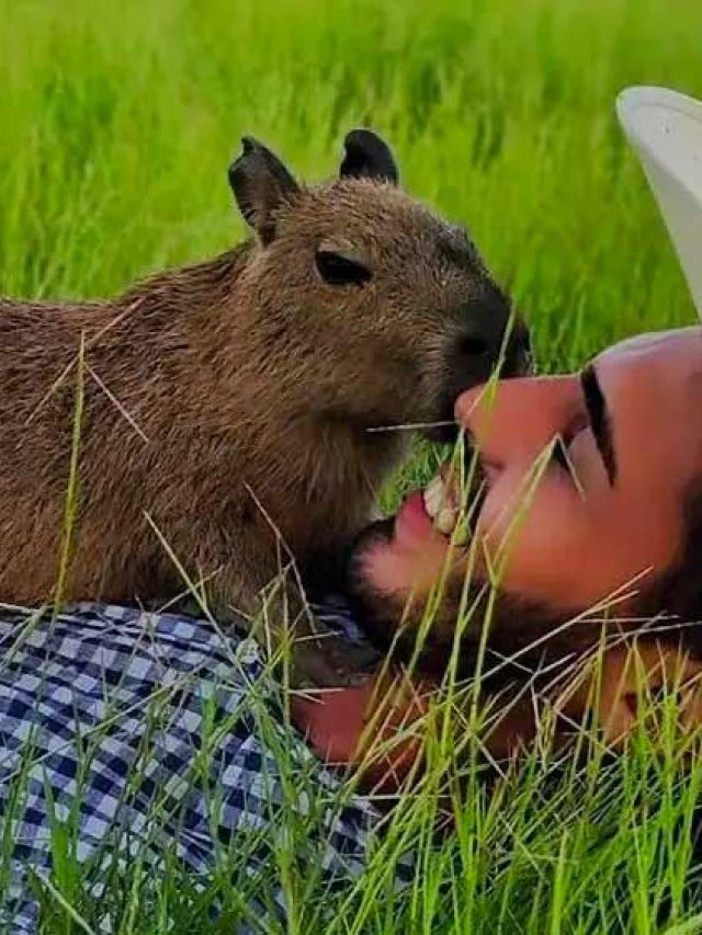 Capivara Filó de Agenor Tupinambá é entregue ao Ibama