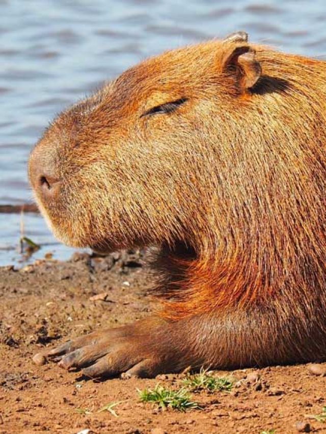 Capivara Filó: 10 motivos para amar as capivaras