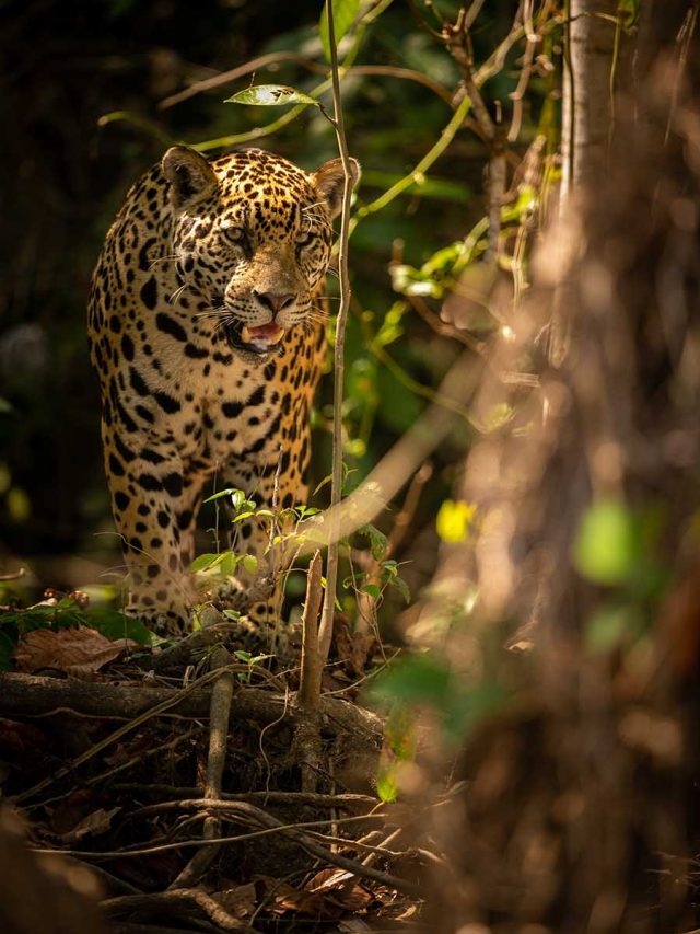 10 curiosidades sobres as Onças da Amazônia