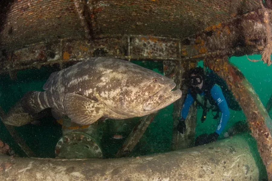 Peixe gigante e gentil: Mero está em risco de extinção