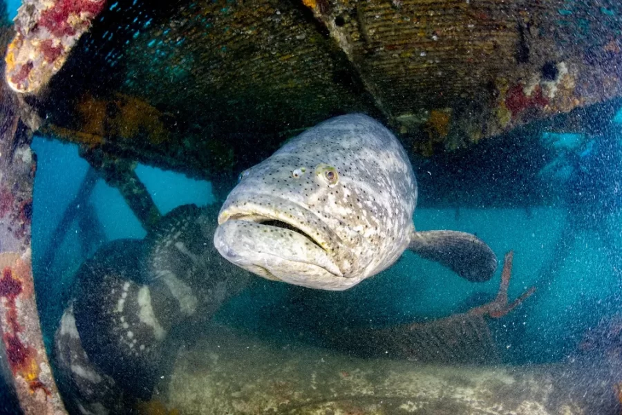 Projeto Meros mapeia peixes Mero no Brasil — Foto: Projeto Meros Brasil/Divulgação