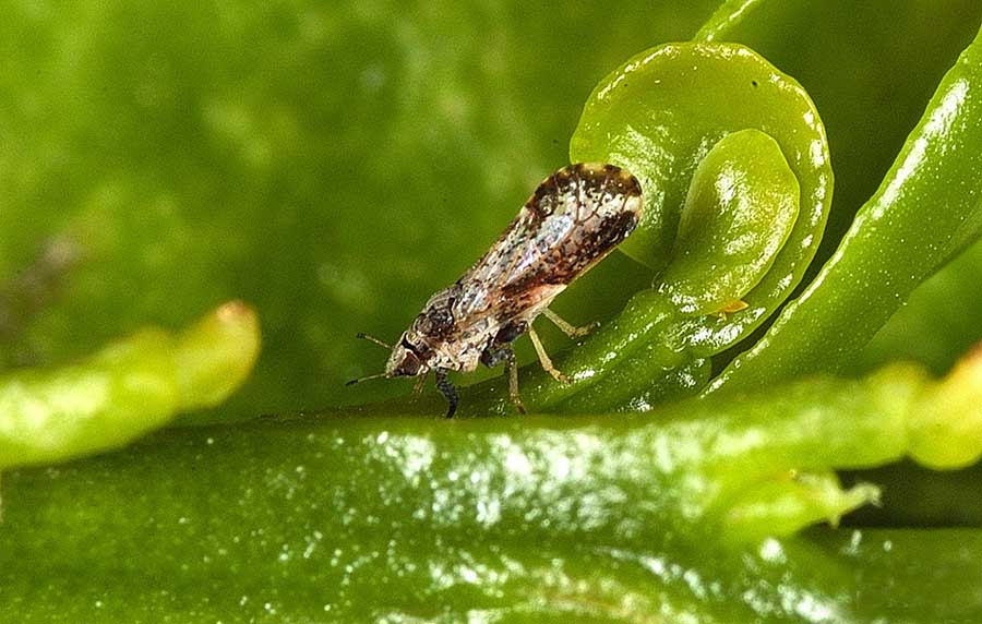 Diaphorina citri, o psilídeo cítrico asiático, é um inseto hemíptero sugador de seiva da família Psyllidae.