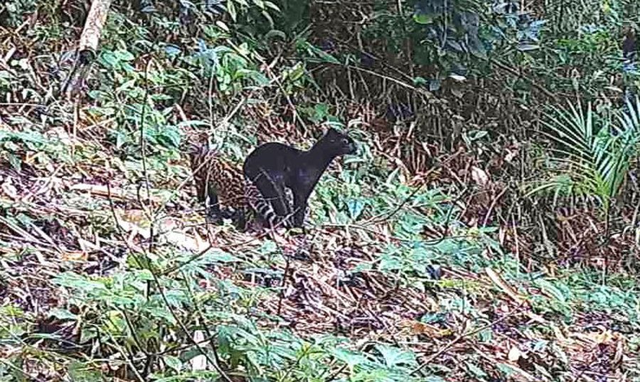 Raro Felino Selvagem de Coloração Negra é Registrado em Reserva Protegida na Mata Atlântica (Frame/Programa Grandes Mamíferos da Serra do Mar/Fundação Grupo Boticário)