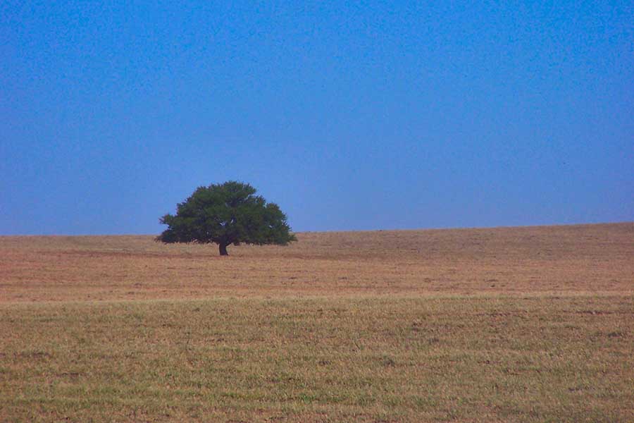 Toay, La Pampa, Argentina (ANDY ABIR ALAN)