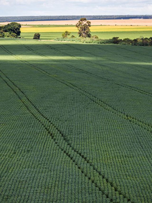Cálculo do preço mínimo de produtos agrícolas vai mudar; entenda
