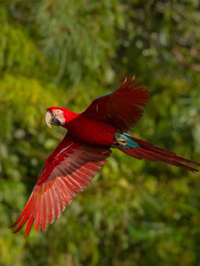 O que o Brasil precisa fazer para acabar com desmatamento na Amazônia?