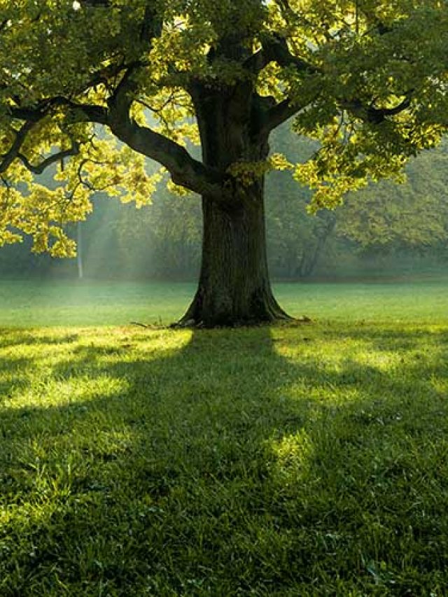 Veja como identificar árvores com risco de queda