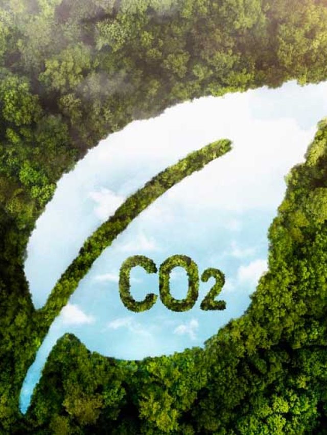 O que é credito de carbono e como funciona esse mercado