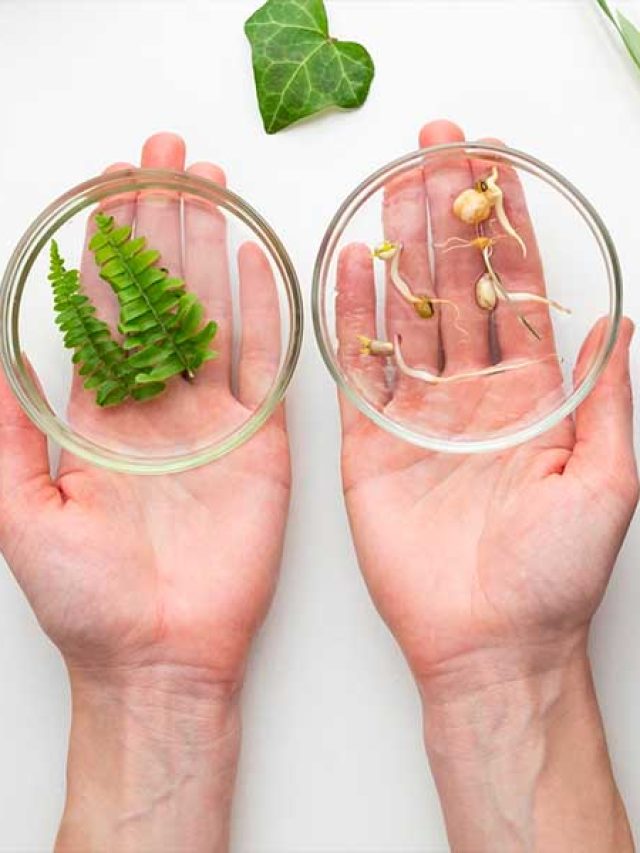 Desafios da bioeconomia: Brasil tem produtos e exemplos de sucesso