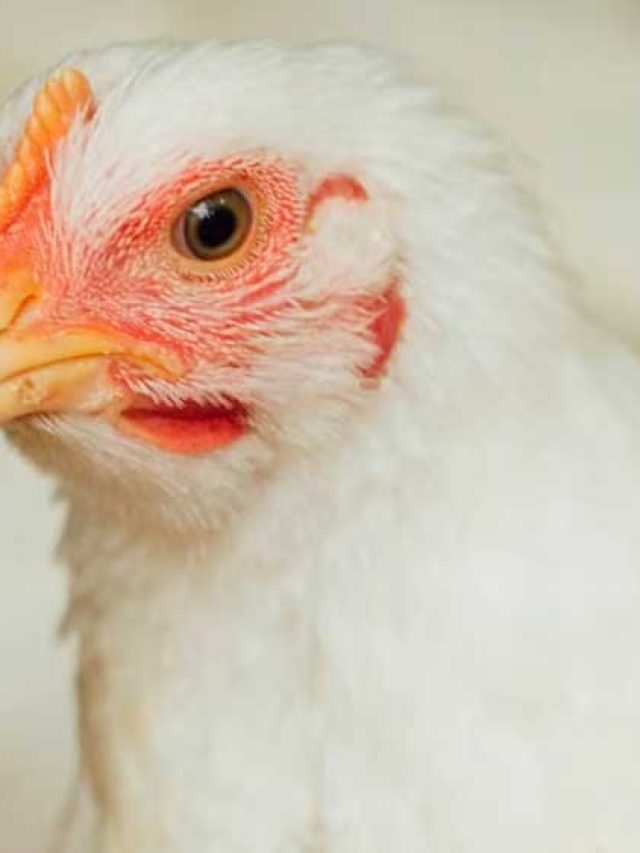 Gripe aviária: Brasil decretou emergência zoossanitária