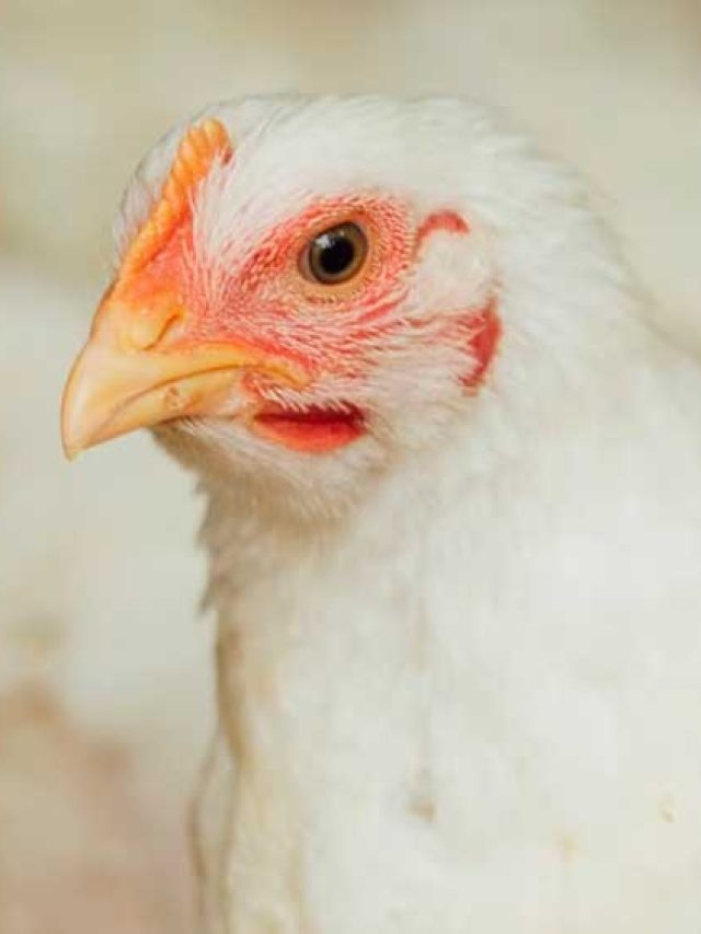 Ministério da Saúde confirma caso suspeito de Gripe Aviária