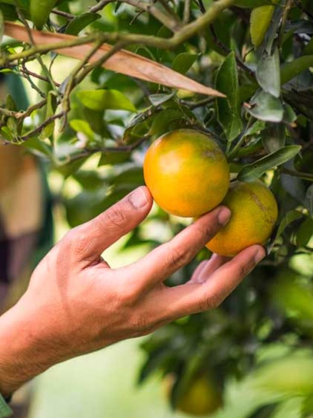 Greening: como tratar, sintomas e controle