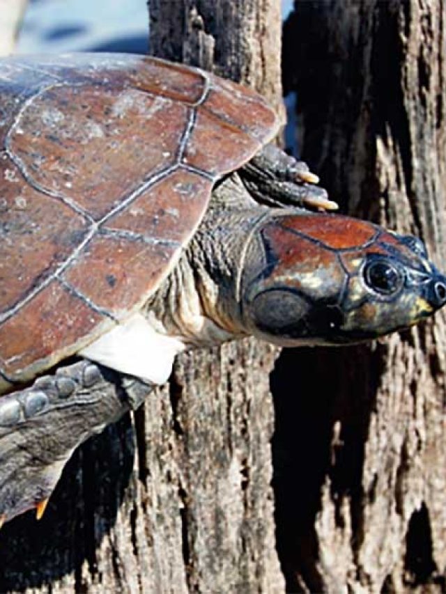 Dia Mundial da Tartaruga é nesta terça 23/05/2023