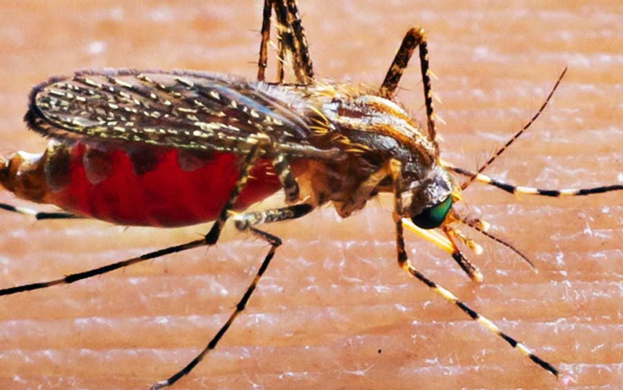 Aumento da dengue, Zika e chikungunya preocupa especialistas