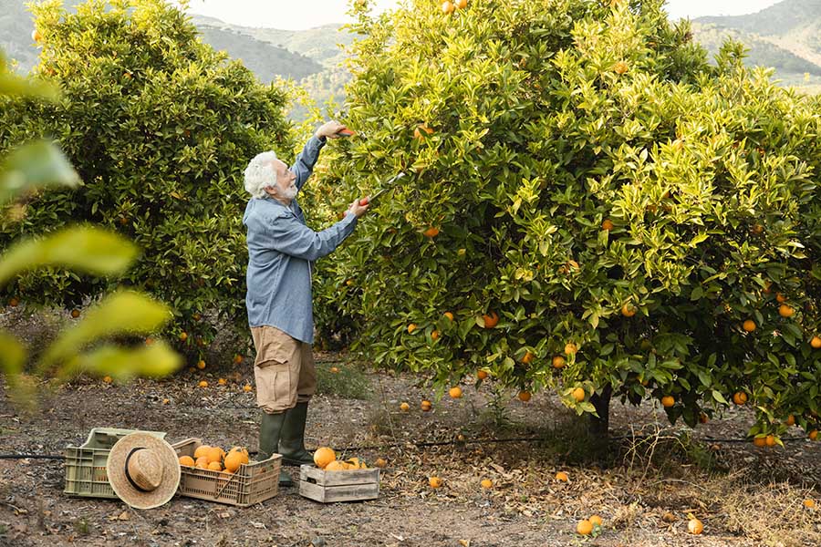 Atualmente, não existe um tratamento efetivo para a cura do Greening