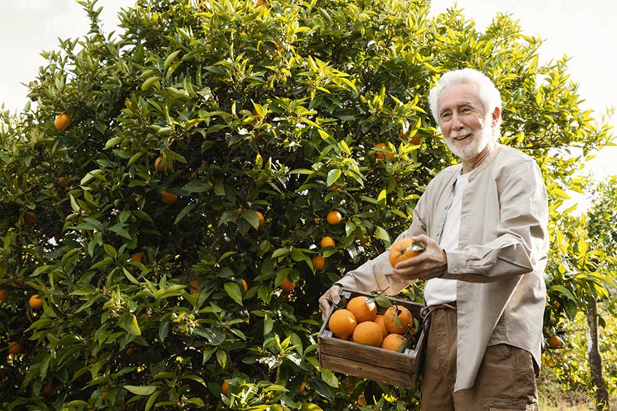 Greening laranja: tratamento, sintomas, inseto e controle