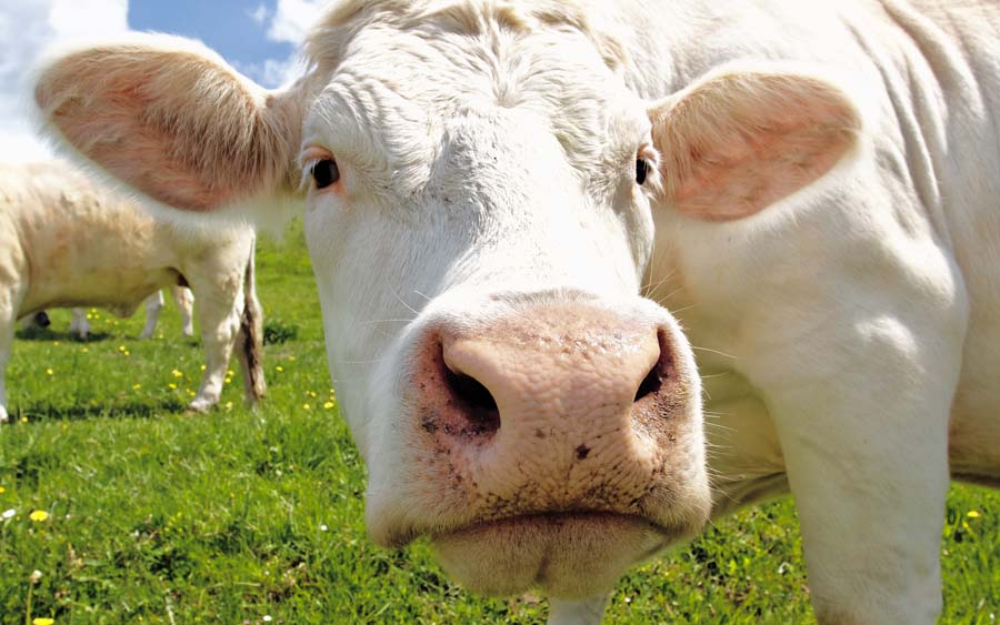 A carne cultivada pode ser produzida em laboratórios ou em fazendas verticais, e o processo de produção pode ser ajustado para produzir diferentes texturas e sabores.