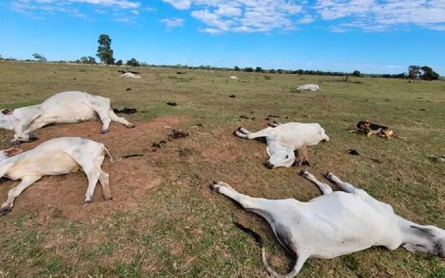 Grave onda de frio causa grande mortalidade de bovinos em Mato Grosso do Sul