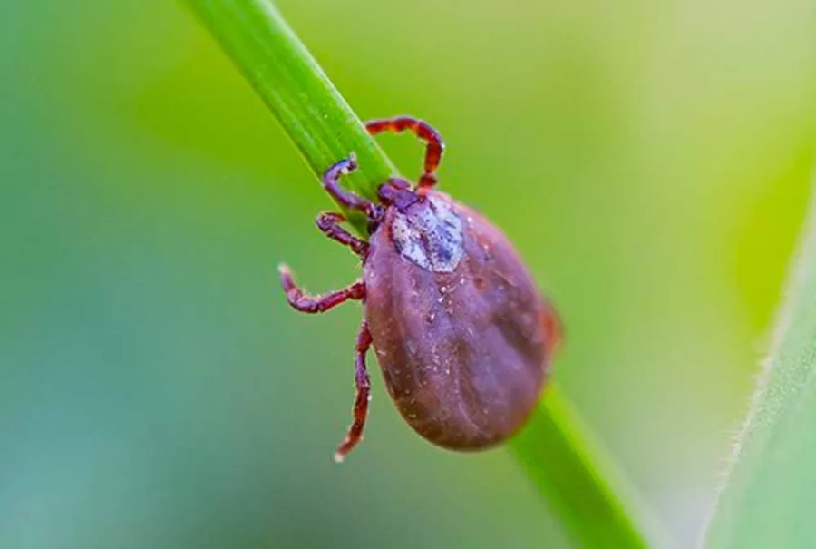 Descoberta promissora: vacina contra febre maculosa pode estar disponível em breve