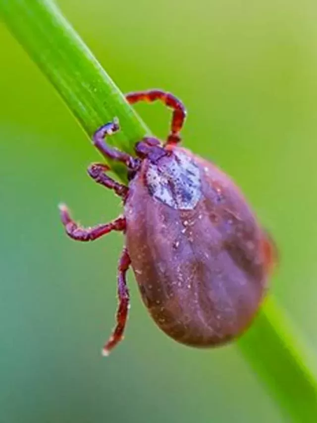 Que sintomas a febre maculosa causa? Veja detalhes