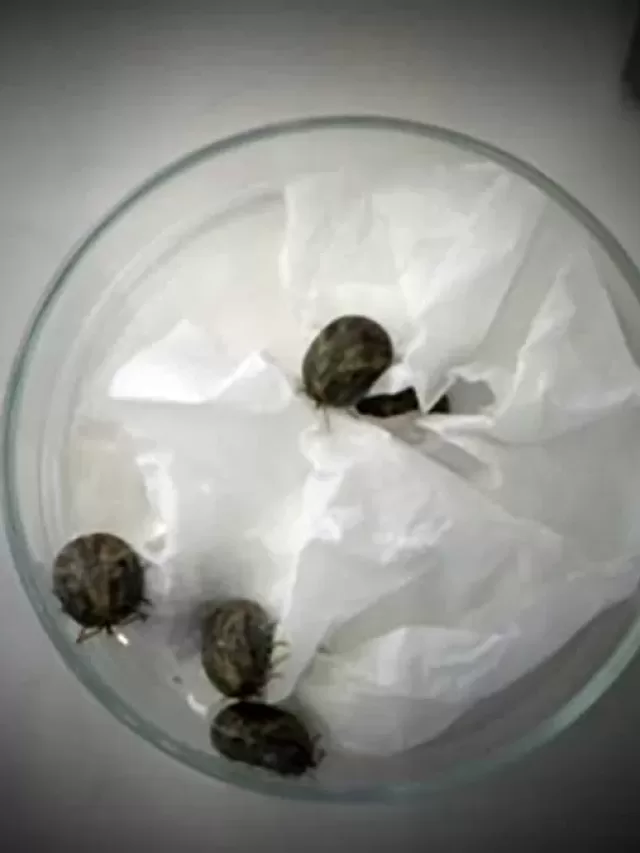 Existe vacina contra febre maculosa? Confira as informações