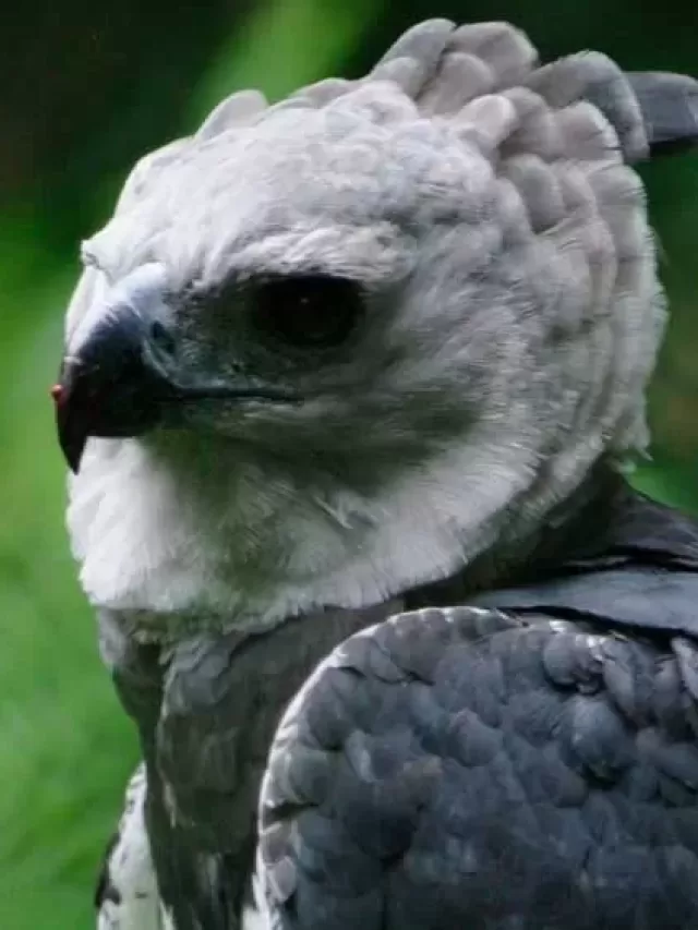 Onde tem harpia no Brasil? Conheça o Bioparque Vale Amazônia