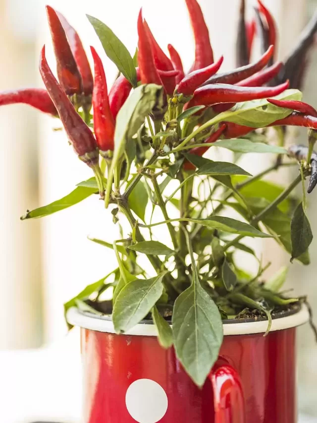 Como cuidar de uma pimenteira no vaso? Veja dicas