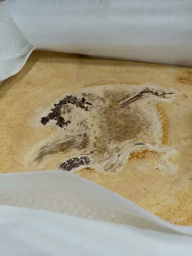 Conheça o dinossauro brasileiro Ubirajara que foi devolvido ao Brasil